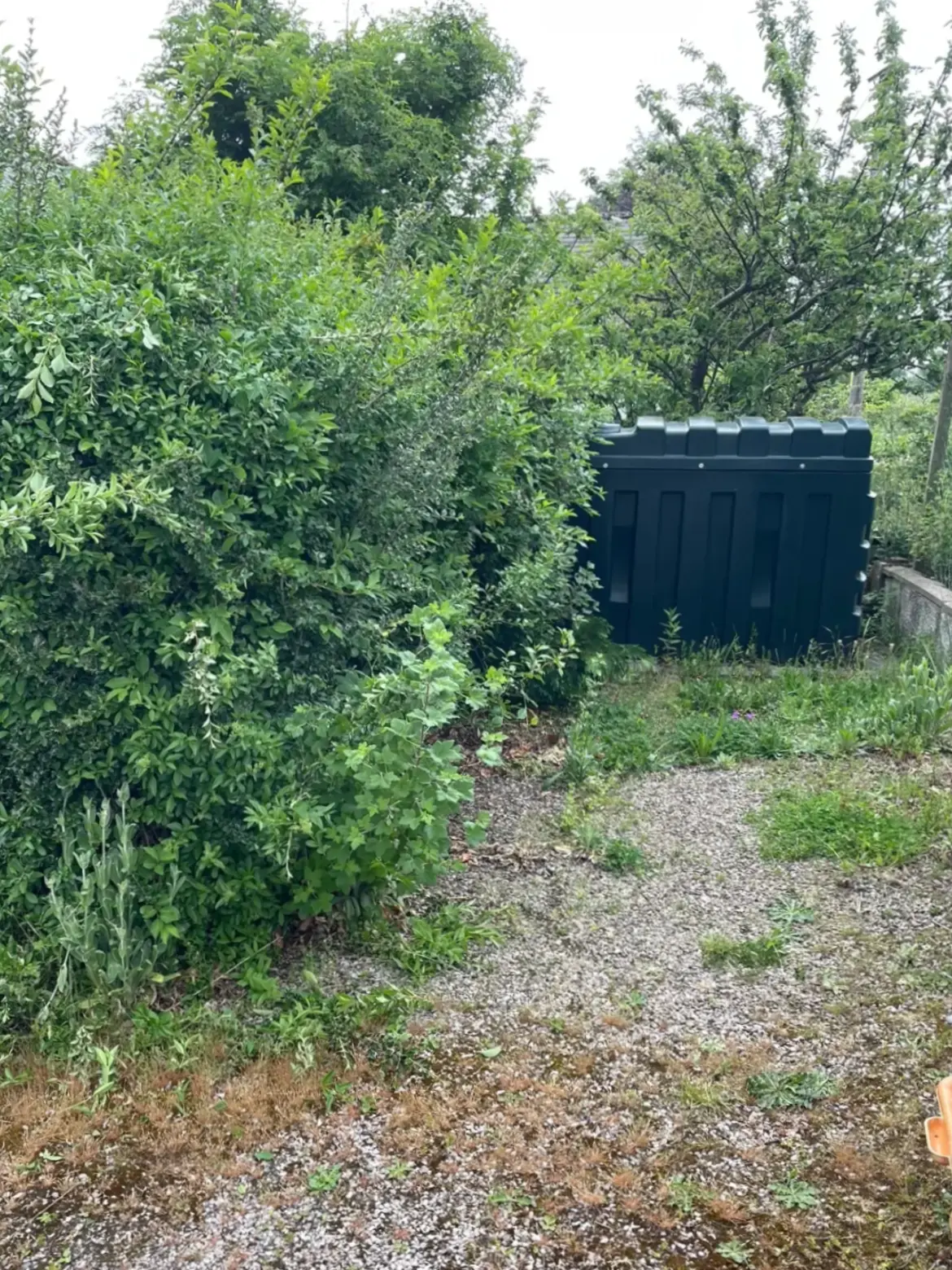 Overgrown lawn before mowing