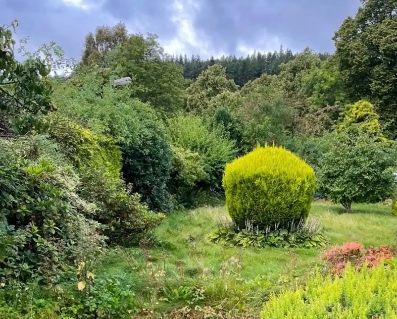 Overgrown garden before maintenance