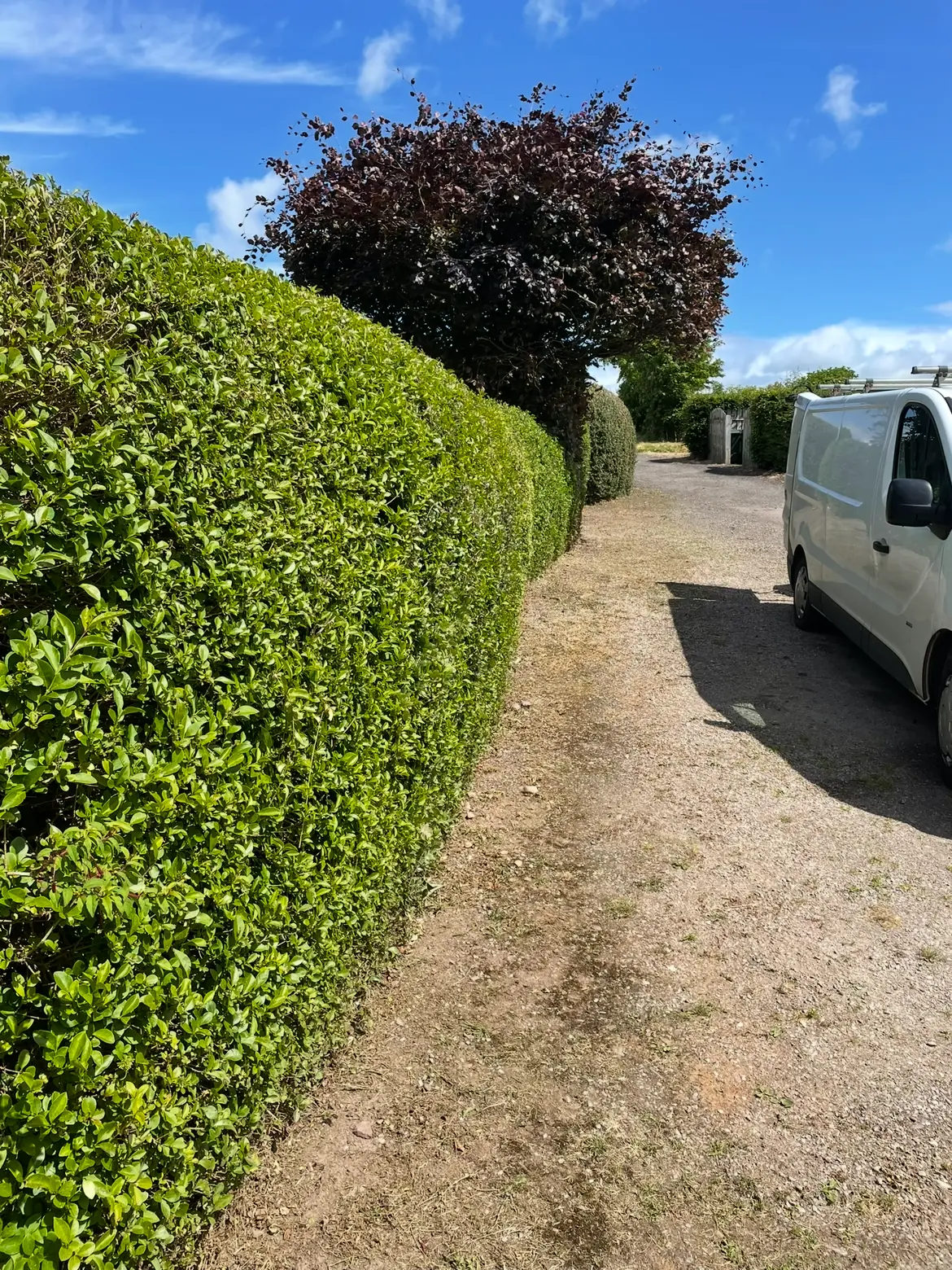 Neatly trimmed and shaped hedge